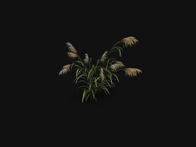 Clump of Lush Ornamental Grass with Green Leaves and White Plumes 3d model