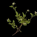 Fresh Green Plant With Lush Leaves And Small White Flowers On Black Background