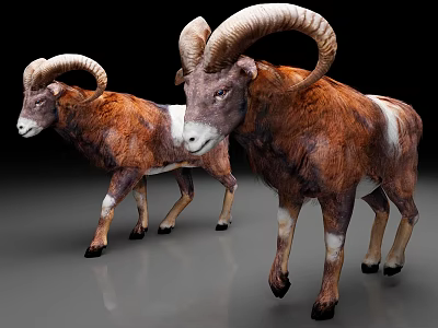goat ram animal 3d model