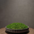 Lush Green Moss in Circular Container on Wooden Table Against Gray Wall with Window Blinds