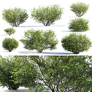 modern shrub hedgerow 3d model