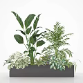 Various Green Potted Plants With Large Leaves Ferns And Variegated Foliage In Decorative Planter