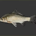 Silver Fish with Shiny Body Black Fins Prominent Eyes and Reflection on Gray Background