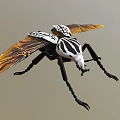 Black And White Striped Beetle With Orange Yellow Wings And Long Legs