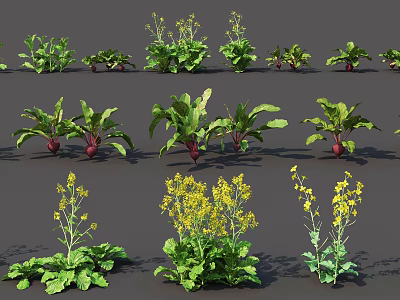 Various Fresh Vegetable Plants with Green Foliage and Yellow Blossoms on 3d model