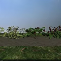 Strawberry Plants with Red Strawberries Green Leaves and White Flowers Growing Together