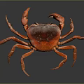 Red Crab With Bright Red Shell And Extended Claws On Dark Background With Reflection 3d model