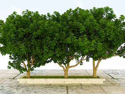 Lush Green Trees With Brown Trunks And Dense Foliage On Stone Pavement Under Clear Sky 3d model