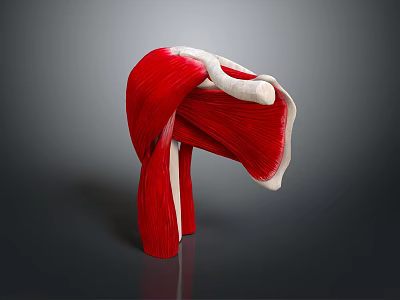 Detailed 3D Anatomical Model of Muscle Organ and Hair Structure With Tendon Layers 3d model