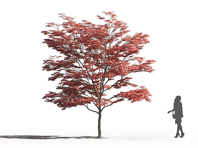 Tall Tree With Vibrant Red Leaves And Silhouette Of A Person In Outdoor Scene 3d model