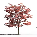 Tall Tree With Vibrant Red Leaves And Silhouette Of A Person In Outdoor Scene