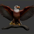Flying Animal Eagle Spreading Wings Perched On Branch Red Brown Feathers White Head Yellow Talons