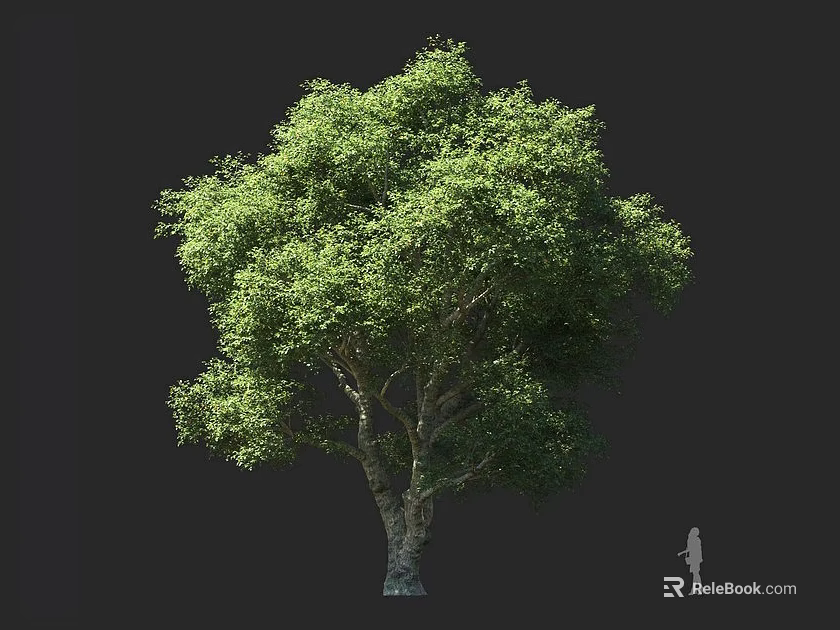 Lush Green Arbor With Thick Trunk Dense Foliage And Human Silhouette For Size Comparison 3d model 