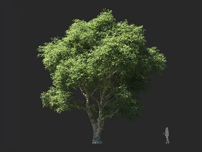 Lush Green Arbor With Thick Trunk Dense Foliage And Human Silhouette For Size Comparison 3d model