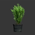 Fresh Green Potted Plant in Gray Pot with Lush Foliage on Gray Background