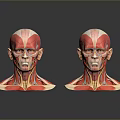 Medical Device Head Muscle Anatomical Models Showing Detailed Neck and Facial Muscle Structures