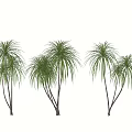 Tropical Shrubs With Long Green Leaves And Multiple Stems In Landscape