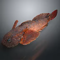 Vibrant Red And Brown Fish With Large Eyes And Distinctive Fins On Gray Gradient Background
