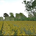 Garden Landscape Featuring Yellow Flower Field Lush Trees Bushes And Blue Sky With White Clouds