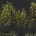 Lush Arbor Trees With Green Yellow Leaves And Slender Trunks Against Gray Backdrop