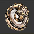 snake cobra venomous snake python reptile cold-blooded animal reptile 3d model