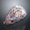 Colorful Shell With Organ Inspired Shape And Hair Like Surface Textures