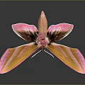 Pink and orange moth with spread wings on dark background detailed vibrant appearance and reflection