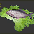 Fresh Silver Fish on Top of Green Crisp Lettuce Leaves as Healthy Seafood