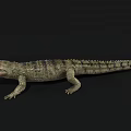 Reptile Crocodile with Open Mouth Sharp Teeth and Green Scales on Black Background