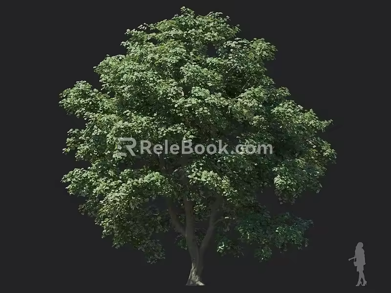 Silver Leaf Tilden Round Head Tree Street Tree Roadside Tree Shade Tree Landscape Tree Garden Tree Big Tree 3d model