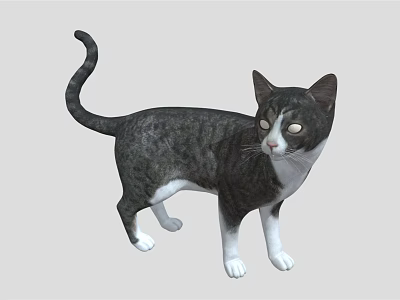 Black and white cat standing with raised tail looking forward on gray background 3d model