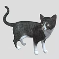 Black and white cat standing with raised tail looking forward on gray background 3d model