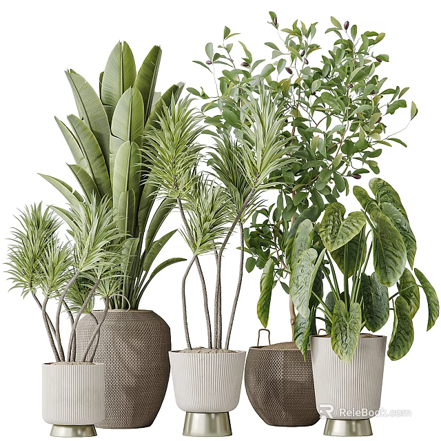 Different Types of Indoor Potted Plants with Green Leaves in Stylish Planters 3d model 
