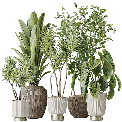 Different Types of Indoor Potted Plants with Green Leaves in Stylish Planters 3d model