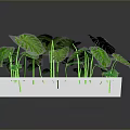 Monstera and Tropical Plants in White Rectangular Planter with Large Green Leaves and Brown Soil