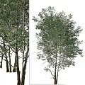 Modern Landscape Trees Poplar Maple Pine Trees Big Trees Tropical Trees 3d model