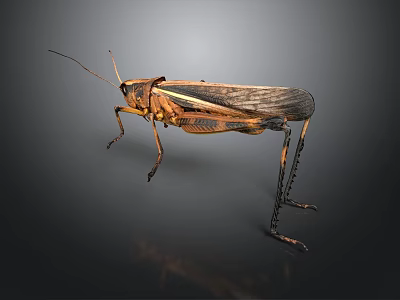 Detailed Brown Black Winged Grasshopper With Long Legs On Dark Background Reflection 3d model
