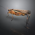 Detailed Brown Black Winged Grasshopper With Long Legs On Dark Background Reflection 3d model