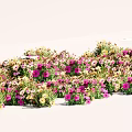 Lush Colorful Floral Plants With Pink Yellow Purple Flowers In Wavy Arrangement On White Ground