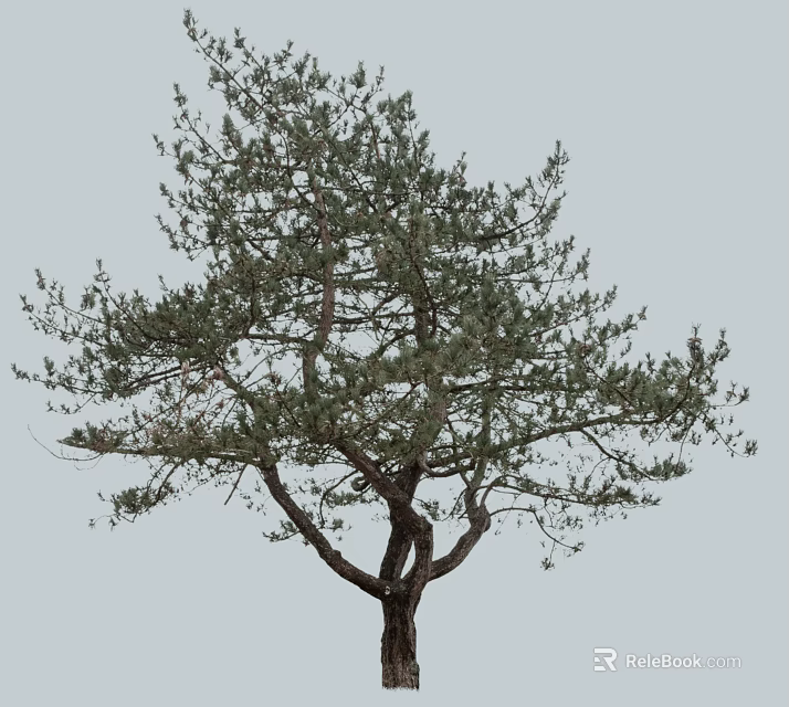 Tall Isolated Arbor With Green Foliage And Branched Trunk Against Gray Sky 3d model 