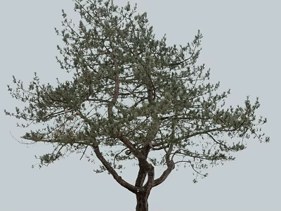 Tall Isolated Arbor With Green Foliage And Branched Trunk Against Gray Sky 3d model