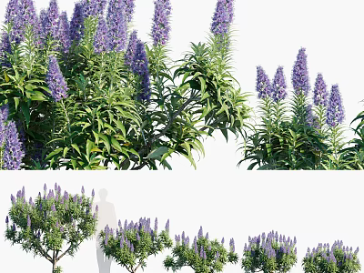 Purple Flowering Plants With Green Leaves In Various Growth Forms 3d model