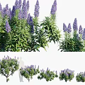 Purple Flowering Plants With Green Leaves In Various Growth Forms
