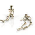 3D Rendered Human Skeleton Models Displaying Sitting And Lying Organ Structures