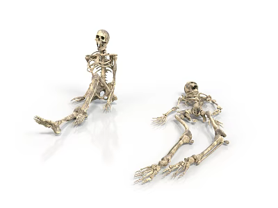 3D Rendered Human Skeleton Models Displaying Sitting And Lying Organ Structures 3d model