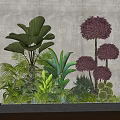 Indoor Landscape With Large Leaf Plants Purple Spherical Shrubs Ferns And Succulents
