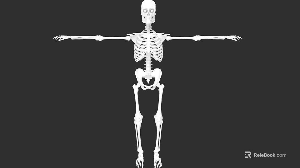 3D Skeleton Character With Arms Outstretched For Game And Movie Scenes On Black Background 3d model 