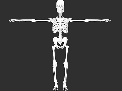 3D Skeleton Character With Arms Outstretched For Game And Movie Scenes On Black Background 3d model