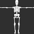 3D Skeleton Character With Arms Outstretched For Game And Movie Scenes On Black Background