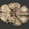 Human Brain Anatomical Structure With Detailed Cortex And Natural Texture 3d model
